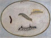 Maria Sibylla Merian Caterpillars china oil painting artist